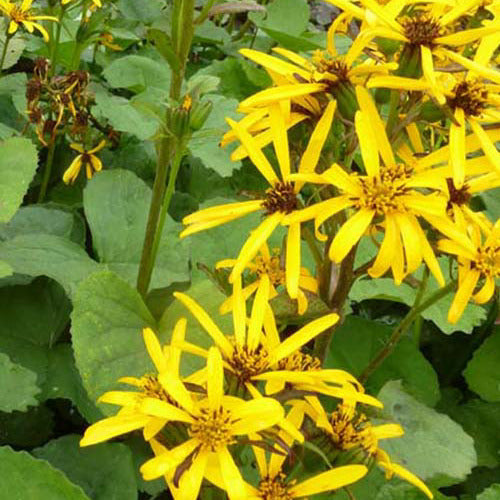 Kruiskruid Gregynog Gold - Ligularia hessei gregynog gold - Tuinplanten