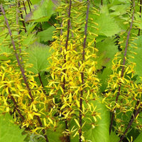 Kruiskruid Shavalski The Rocket - Ligularia stenocephala the rocket - Bakker