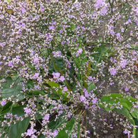 Limonium gerberi - Zeelavendel - Vaste planten