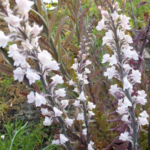 Vlasleeuwenbek Canon J. Went - Linaria purpurea canon j. went - Tuinplanten