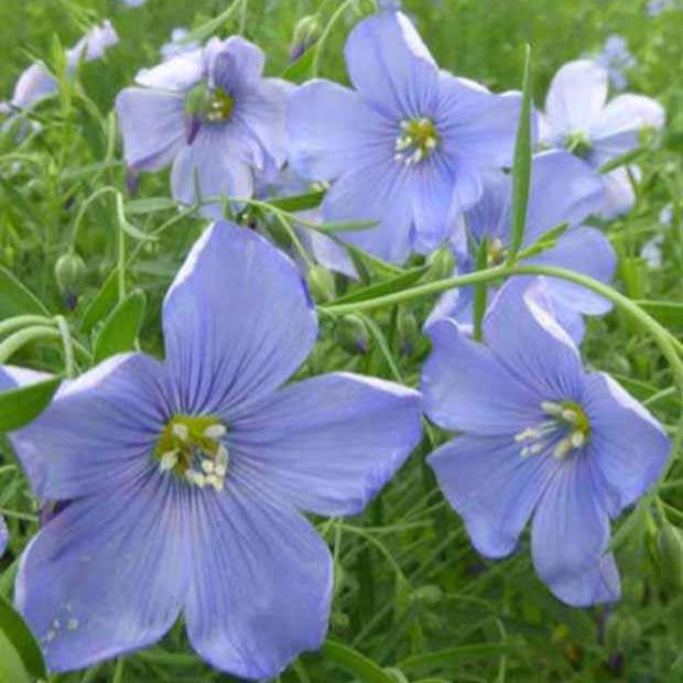 Overblijvend vlas 'Saphir' - Linum perenne saphir - Tuinplanten