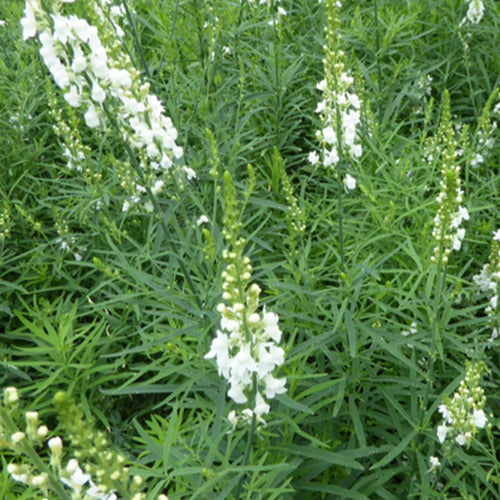 Vlasleeuwenbek Springside White - Linaria purpurea springside white - Tuinplanten