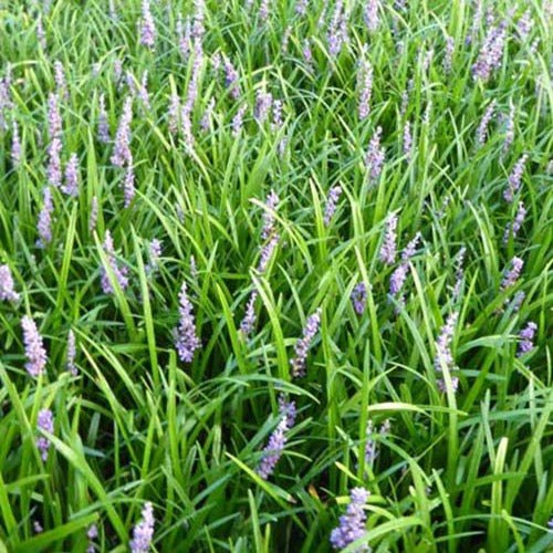 Leliegras Big Blue - Bakker