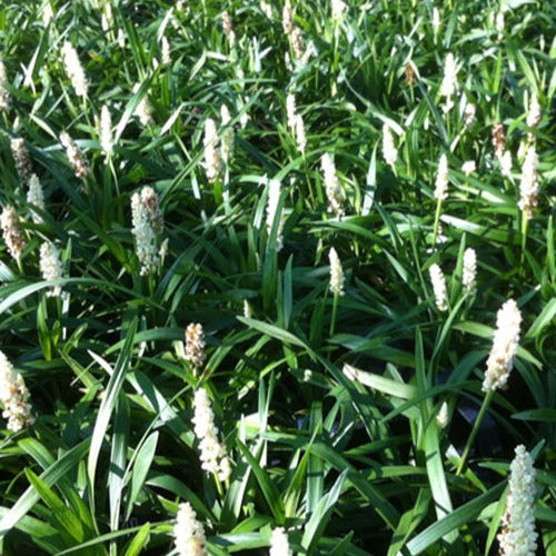 Leliegras Monroe White - Liriope muscari monroe white - Tuinplanten