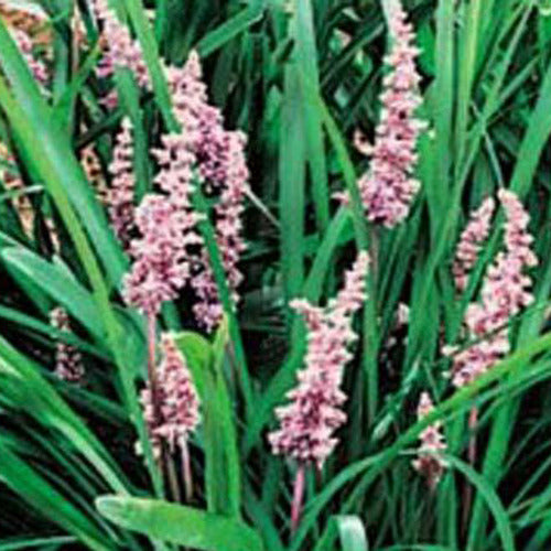 Leliegras - Liriope spicata - Tuinplanten