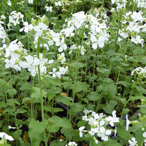 Lunaria annua albiflora - Judaspenning - Vaste planten