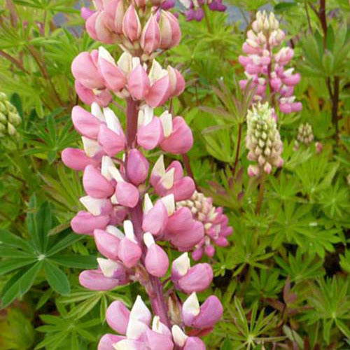 Lupine Gallery Pink (x3) - Lupinus gallery pink - Tuinplanten