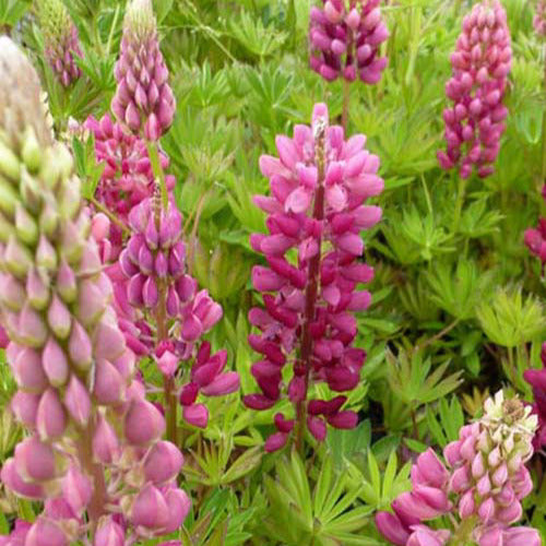 Lupine Gallery Red (x3) - Lupinus gallery red - Tuinplanten