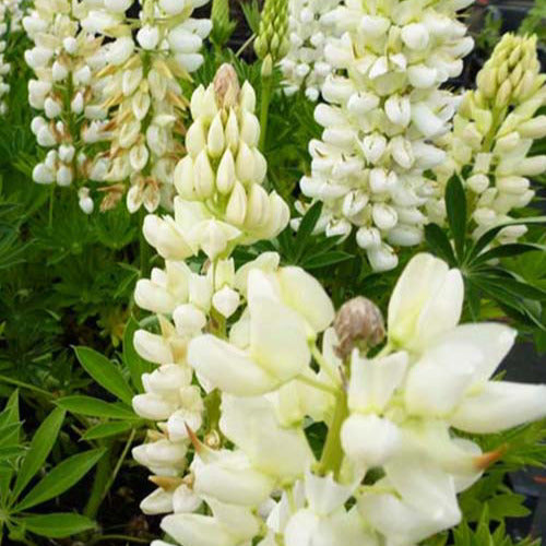 Lupine Gallery White (x3) - Lupinus gallery white - Tuinplanten