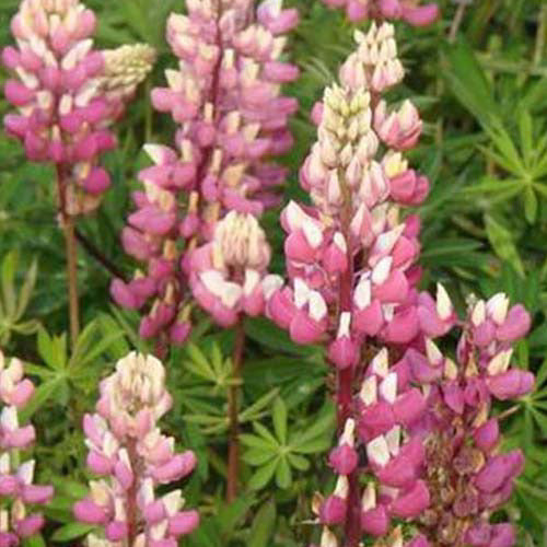 Lupine La Chateleine (x3) - Lupinus the chatelaine - Tuinplanten