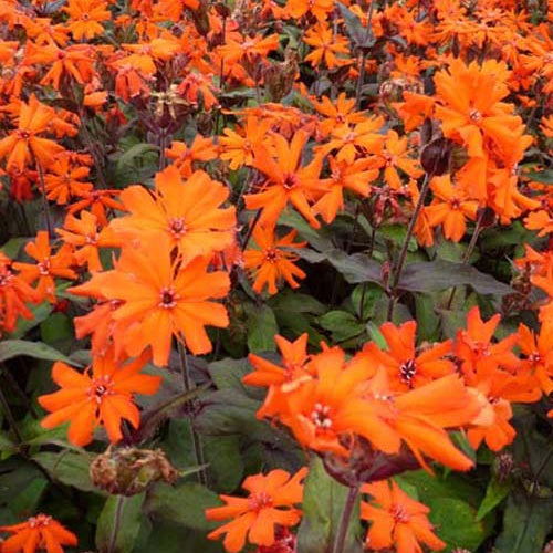 Koekoeksbloem Arkwrightii Vesuvius (x3) - Bakker