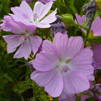 Kaasjeskruid Rosea (x3) - Bakker