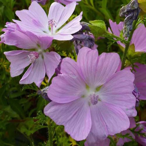 Kaasjeskruid Rosea (x3) - Malva moschata rosea - Tuinplanten