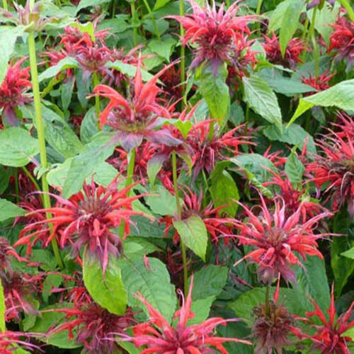 Bergamotplant Cambridge Scarlet (x3) - Monarda cambridge scarlet - Tuinplanten