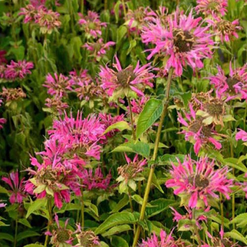 Bergamotplant Marshall's Delight - Bakker