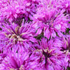 Bergamotplant Purple Lace - Bakker