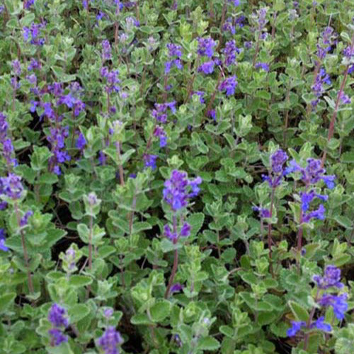 Kattekruid (x3) - Nepeta mussinii - Tuinplanten