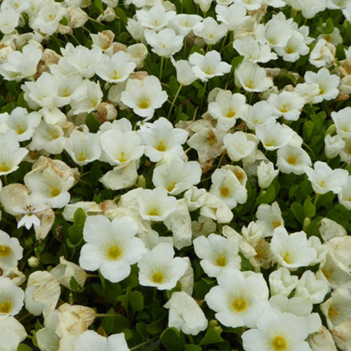 Witte beker - Bakker