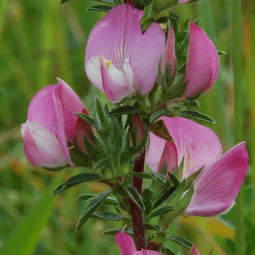 Kattendoorn - Ononis spinosa - Tuinplanten