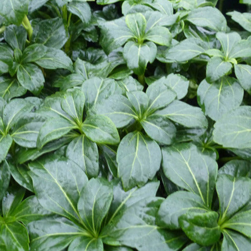 Schaduwkruid Green Sheen (x3) - Pachysandra terminalis green sheen - Tuinplanten