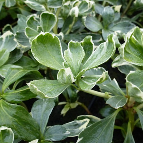 Schaduwkruid Variegata - Bakker