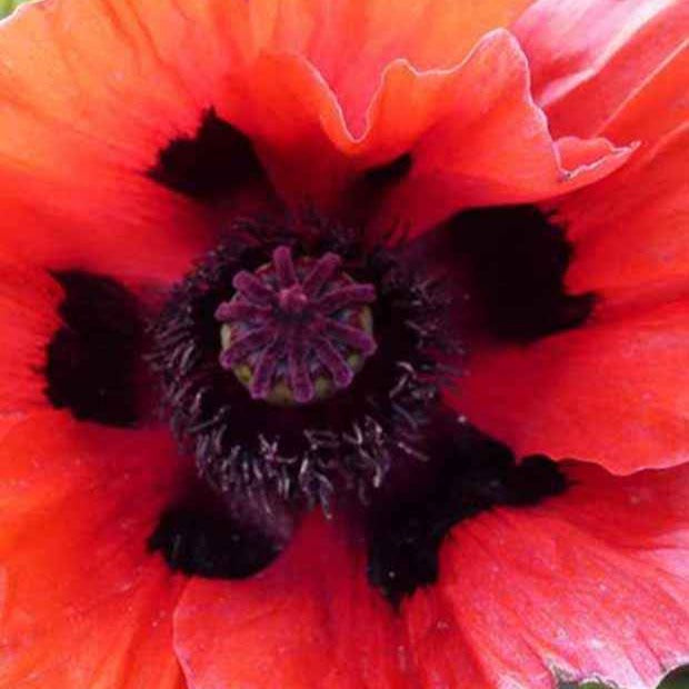 Oosterse klaproos 'Beauty of Livermere' (x3) - Papaver orientale beauty of livermere - Tuinplanten