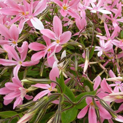 Vlambloem Wagon Wheel - Bakker