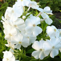 Vlambloem 'David' - Bakker