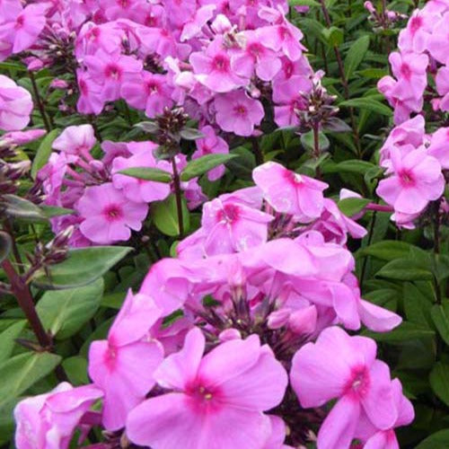 Vlambloem 'Eva Cullum' - Phlox eva cullum - Tuinplanten