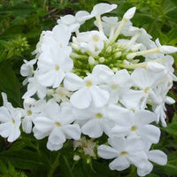 Vlambloem Fujiyama (x3) - Bakker