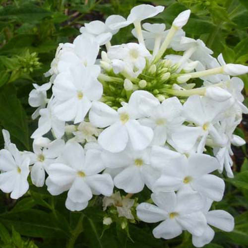 Vlambloem Fujiyama (x3) - Phlox paniculata fujiyama - Tuinplanten