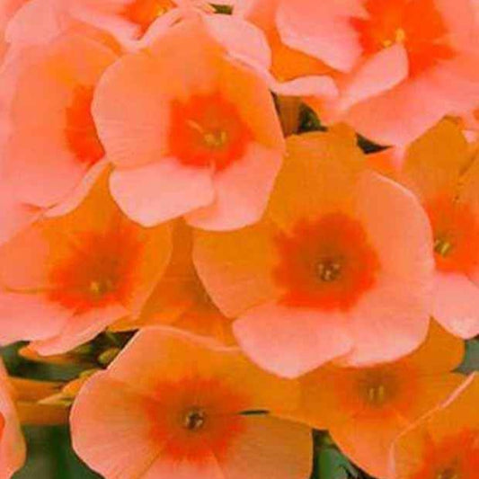 Vlambloem 'Orange Perfection' (x3) - Phlox paniculata orange perfection - Tuinplanten
