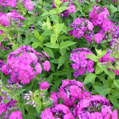 Vlambloem The King (x3) - Phlox the king - Tuinplanten