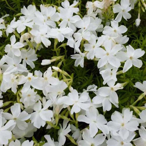 Vlambloem White Delight (x3) - Phlox subulata white delight - Tuinplanten