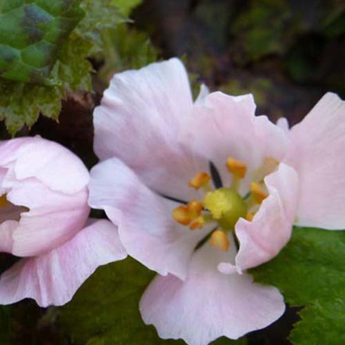 Voetblad - Podophyllum hexandrum - Tuinplanten