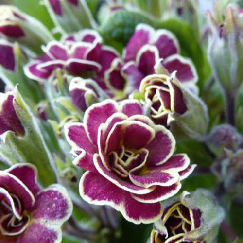 Sleutelbloem Elizabeth Killelay - Primula elizabeth killelay - Tuinplanten