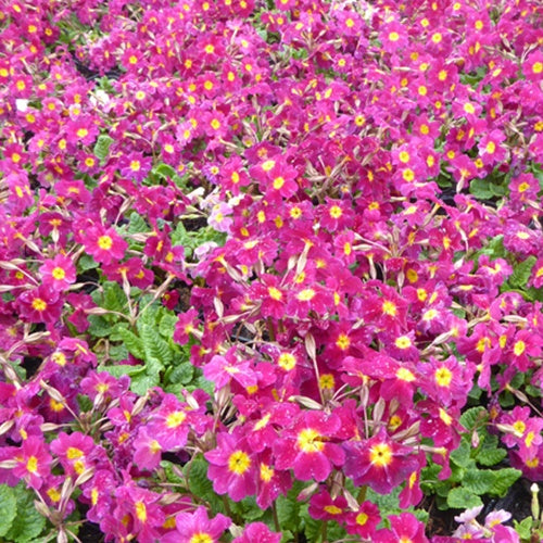 Sleutelbloems Caucase Ideaal (x3) - Bakker