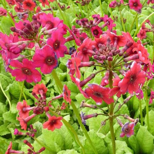 Sleutelbloems Millers Crimson (x3) - Primula japonica millers crimson - Tuinplanten