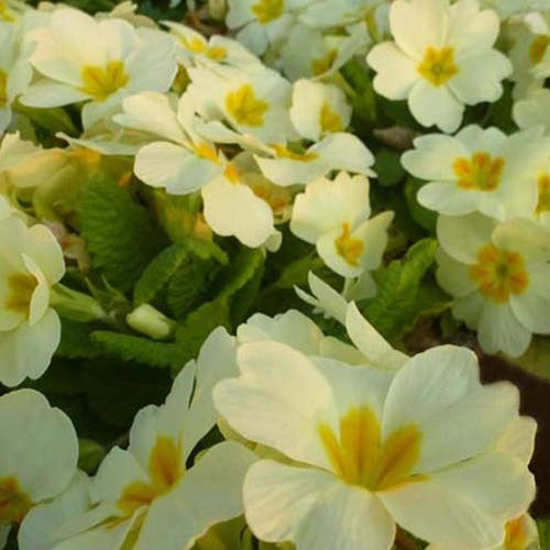 Vaste planten - Sleutelbloem - Primula vulgaris