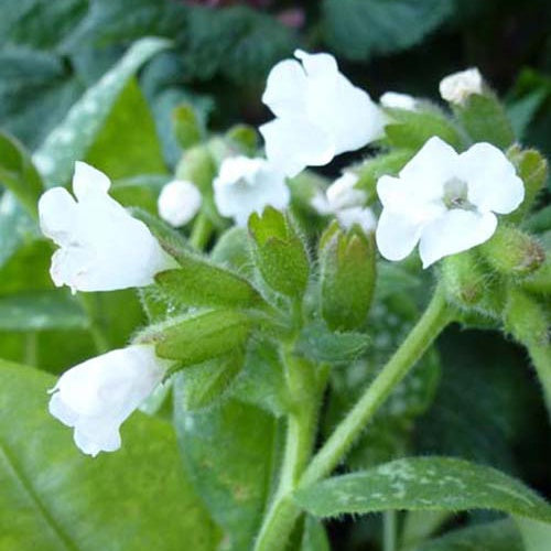 Longkruid Sissinghurst White - Bakker