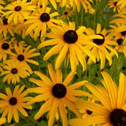 Zonnehoed deamii (x3) - Rudbeckia fulgida deamii - Tuinplanten