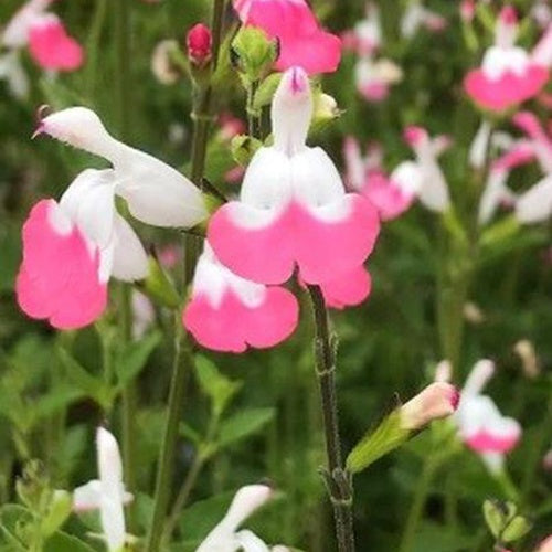 Siersalie Pink lips - Bakker