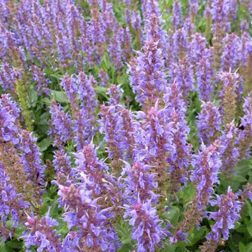 Siersalie Blauhügel - Salvia nemorosa blauhügel - Tuinplanten