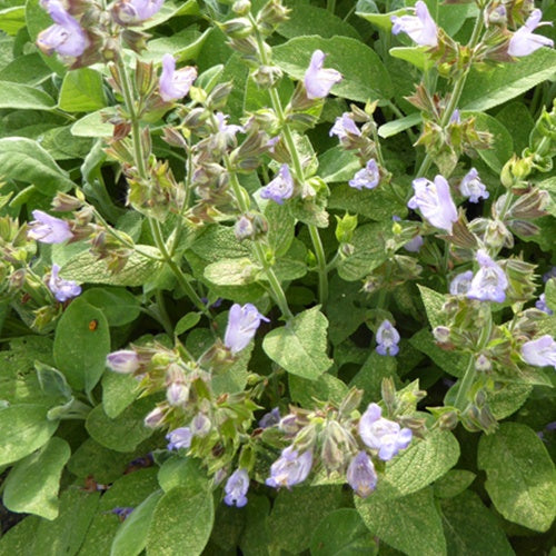 Siersalie officinale Berggarten - Salvia officinalis berggarten - Tuinplanten