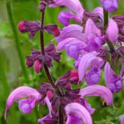 Veldsalie 'Sweet Esmeralda' - Salvia pratensis sweet esmeralda ( ballet series ) - Bakker