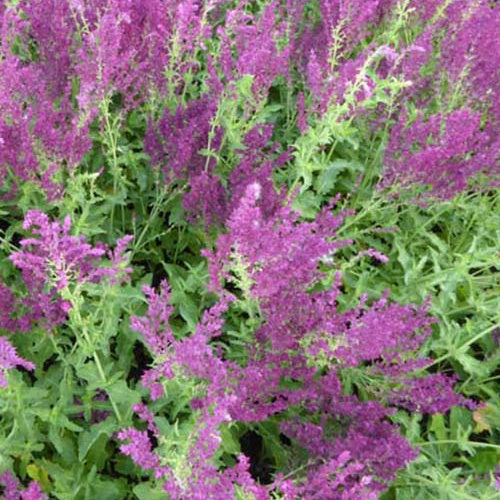 Salvia nemorosa Schwellenburg - Bossalie 'Schwellenburg' - Salie