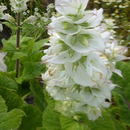 Scharlei 'Vatican White' - Salvia sclarea vatican white - Tuinplanten