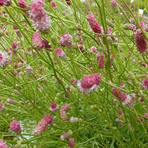 Pimpernel Pink Elephant - Bakker