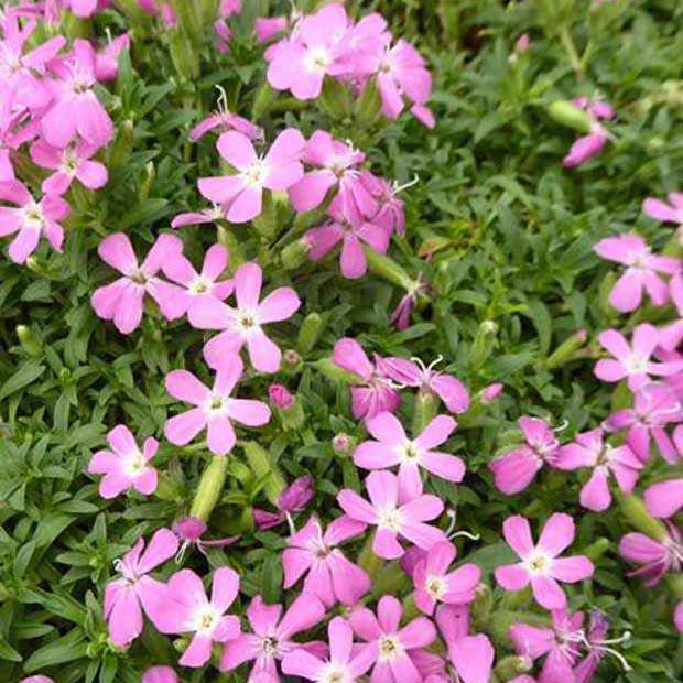 Zeepkruid 'Max Frei' - Saponaria lempergii 'max frei' - Tuinplanten