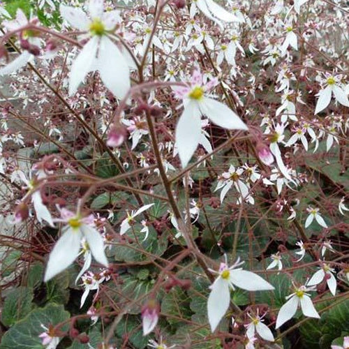 Steenbreek Cuscutiformis - Saxifraga stolonifera cuscutiformis - Bakker